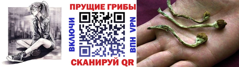 Псилоцибиновые грибы Magic Shrooms  нарко площадка как зайти  Грязовец 